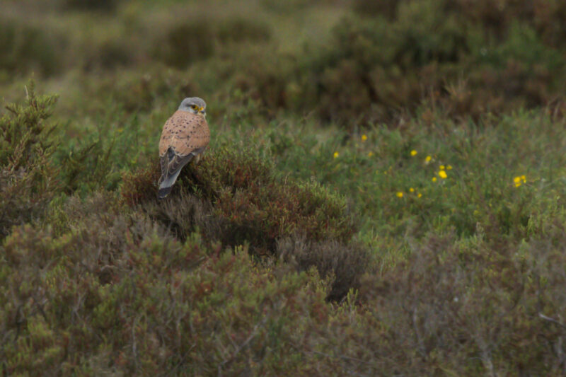 Faucon crécerelle en Camargue